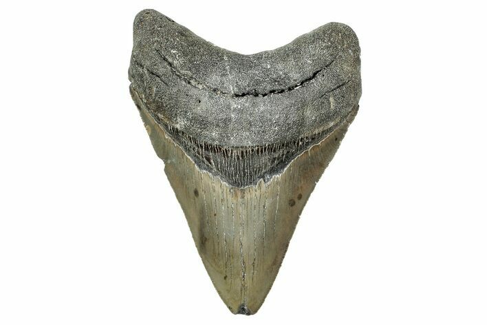 Serrated, Fossil Megalodon Tooth - North Carolina #340859